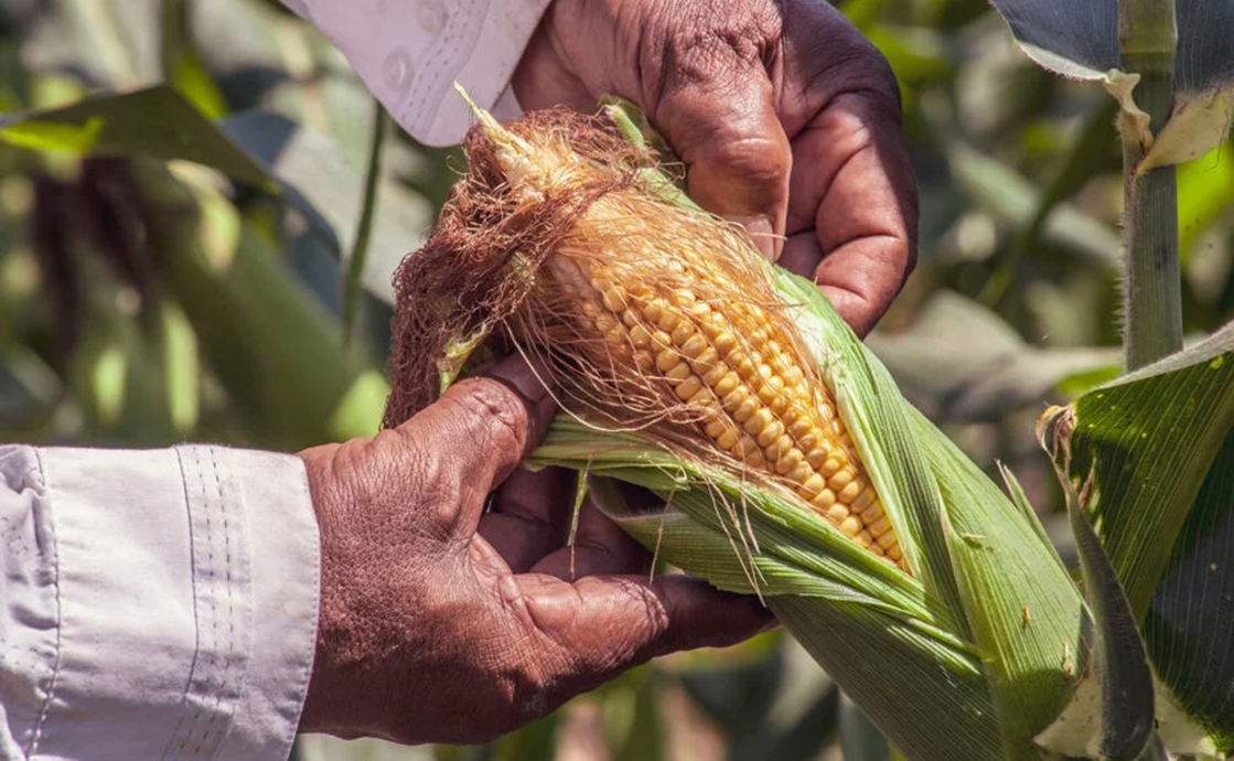 Üretimde Verimliliği Artıran Sulama Yöntemleri